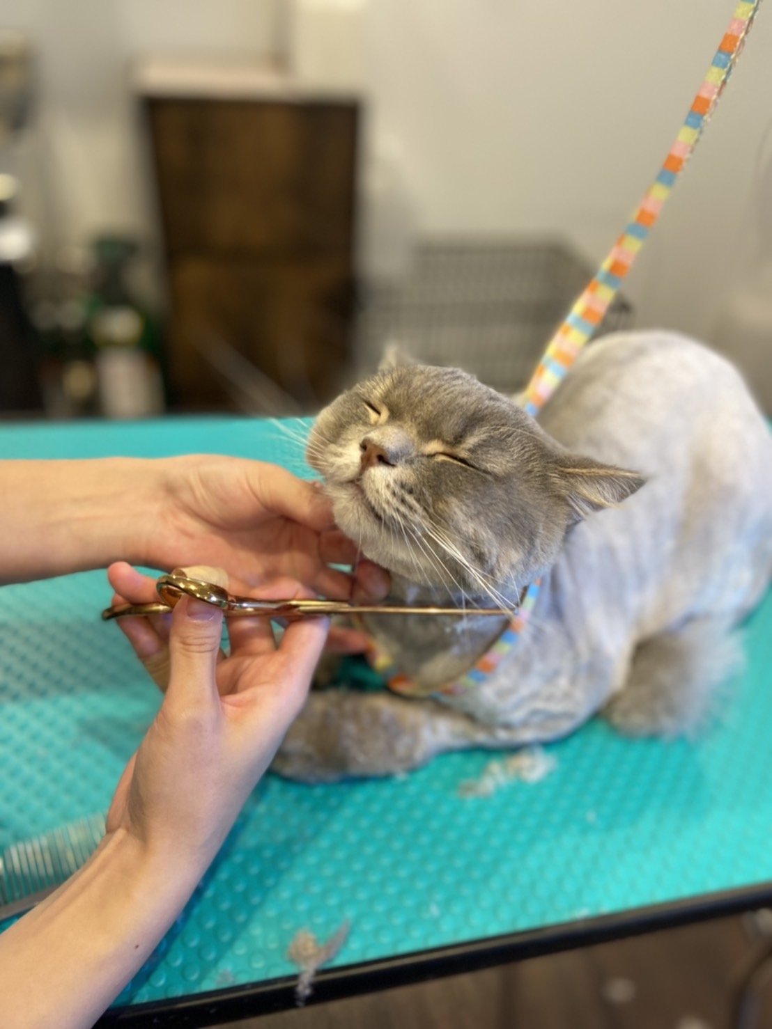 猫ちゃんのトリミング? - 札幌市厚別区、白石区で動物病院をお探しなら