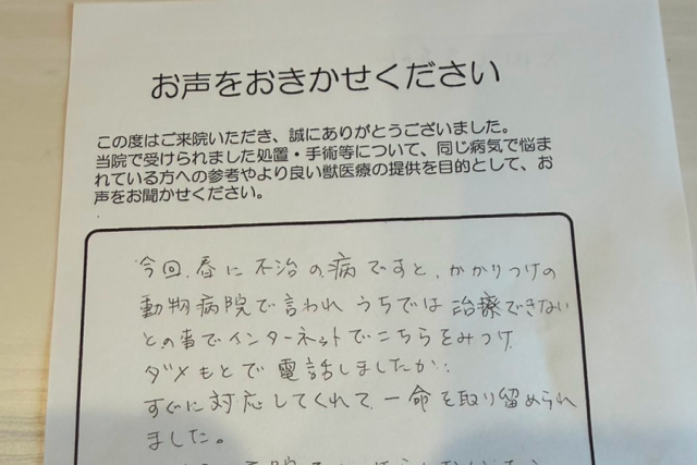 いせき動物病院でのFIP治療に対する飼い主様の声