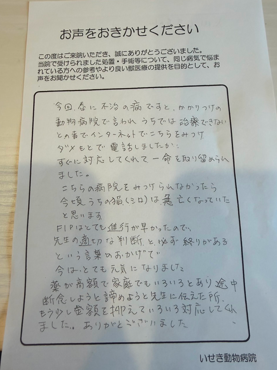 いせき動物病院でのFIP治療に対する飼い主様の声