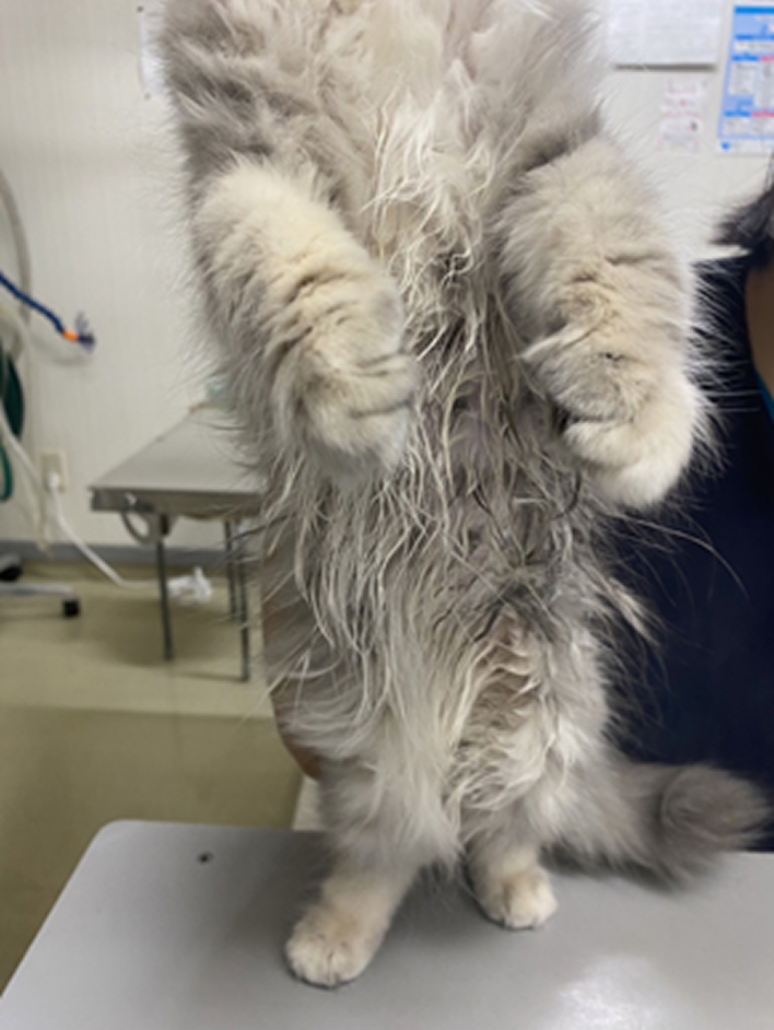 りらちゃん