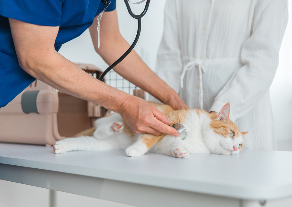 猫のFIP治療