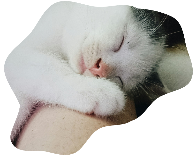 ペットホテル